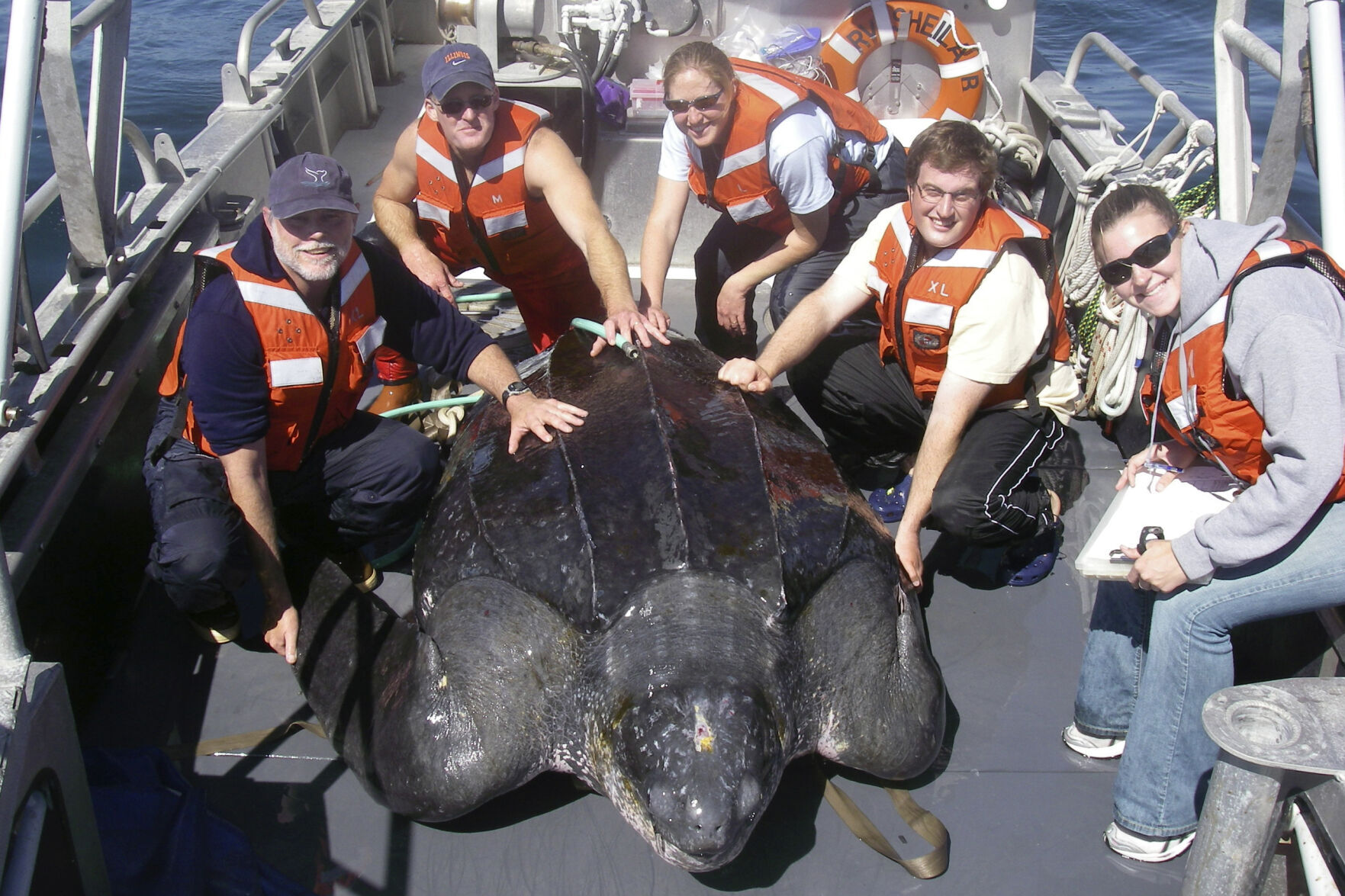 Sea Turtle Decline